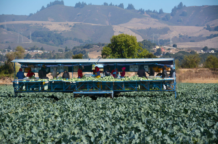 Lakeside Organic Gardens 3